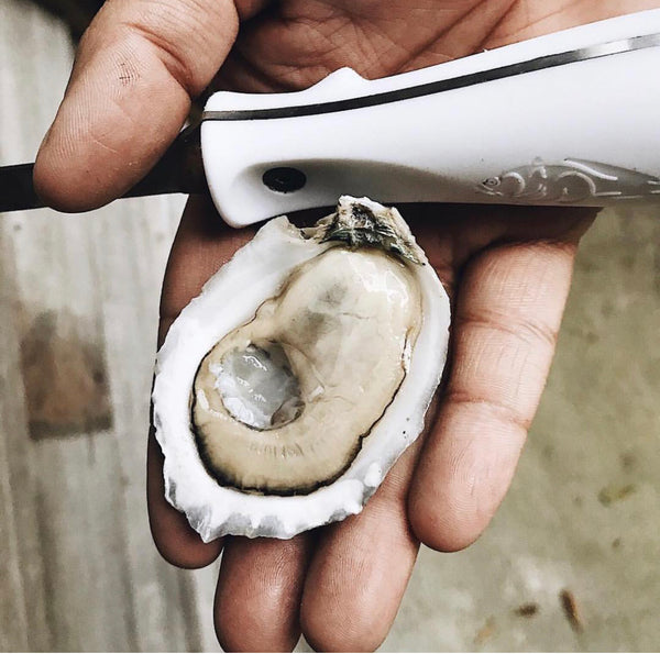Toadfish Professional Edition Oyster Knife